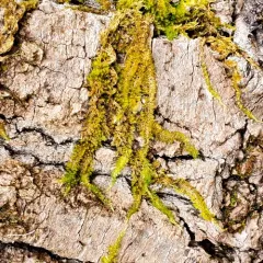 Nuttall's homalothecium moss thumbnail 4