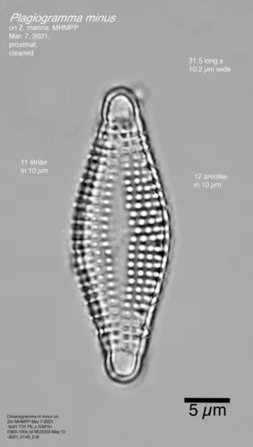 Plagiogramma minus