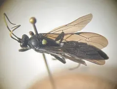 Cratichneumon unifasciatorius thumbnail 4