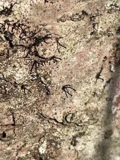 Caliciopsis pinea thumbnail 2