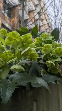 Corsican Hellebore thumbnail 1