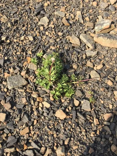 Porcupine River thimbleweed