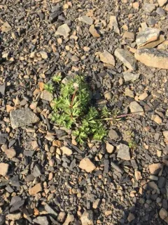 Porcupine River thimbleweed thumbnail 1