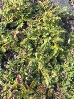 Glacier Avens thumbnail 1