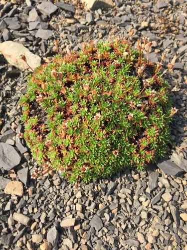 Mackenzie River Douglasia
