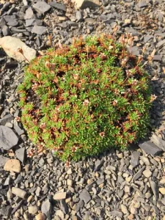 Mackenzie River Douglasia thumbnail 1