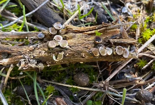 Crucibulum cyathiforme