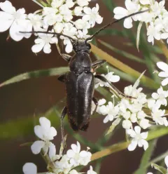 Lepturopsis dolorosa thumbnail 4