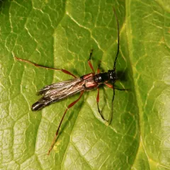 Necydalis laevicollis thumbnail 4