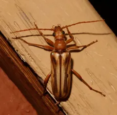 Ortholeptura valida thumbnail 2