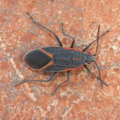 Eastern Boxelder Bug thumbnail 5