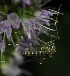 Western Treehole Mosquito thumbnail 2
