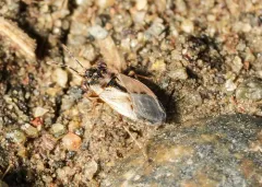 Western Big-eyed Bug thumbnail 3