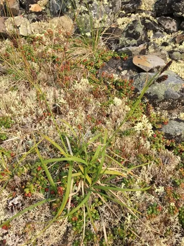scorched alpine-sedge