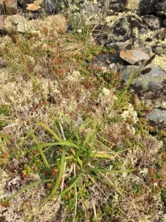 scorched alpine-sedge thumbnail 1