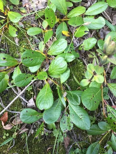 Chamisso's Willow