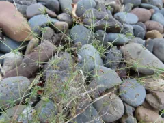 Lamarck's bedstraw thumbnail 1