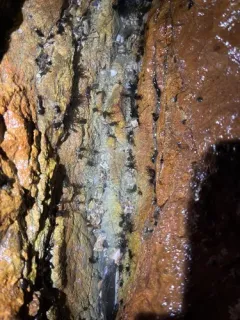 Tiny Black Sea Cucumber thumbnail 2