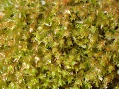 Bryum violaceum thumbnail 3