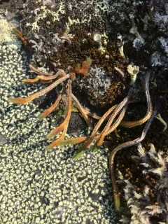 Siberian Spikemoss thumbnail 3