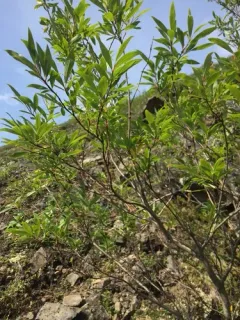 Little-tree Willow thumbnail 2