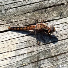 Blue Corporal thumbnail 1