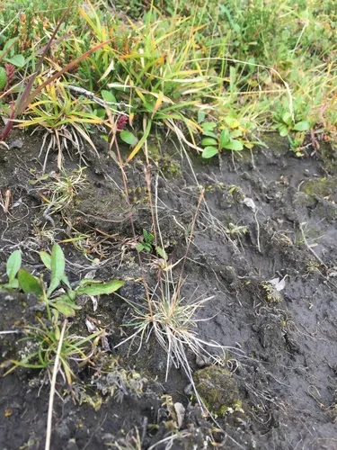 Shortleaf Fescue