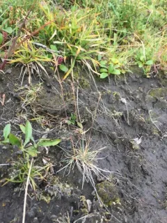 Shortleaf Fescue thumbnail 1