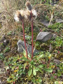 Yukon Groundsel thumbnail 3