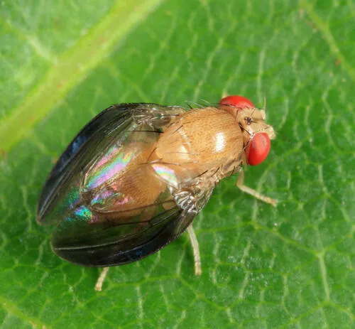 Stegana vittata