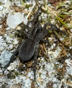 Spurred Secretive Wolf Spider thumbnail 4