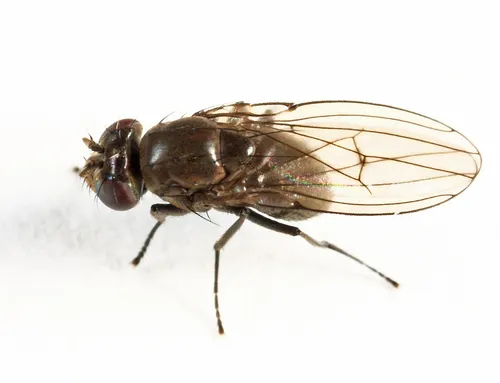 Coenia curvicauda