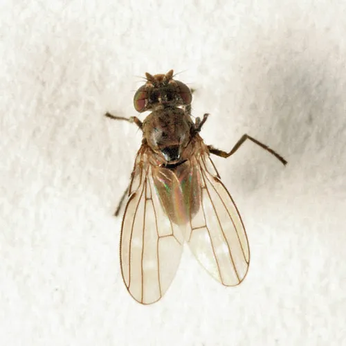 Scatella stagnalis
