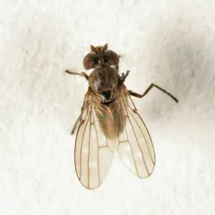 Scatella stagnalis thumbnail 1