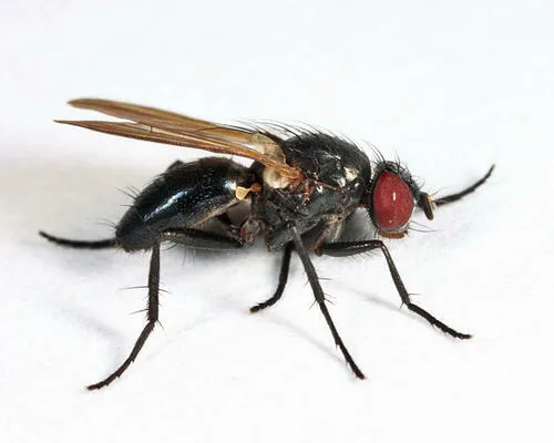 Fannia carbonaria