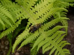 Black-bodied Ant Fly thumbnail 2