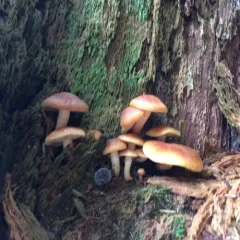 conifer scalycap thumbnail 3