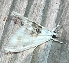 Lipocosma adelalis thumbnail 2