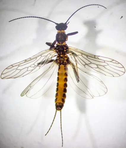 Brook Snowfly