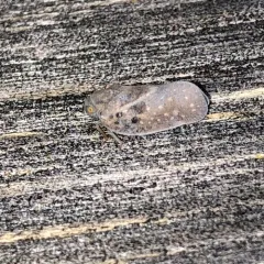Citrus Flatid Planthopper thumbnail 2