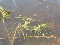 Hill's pondweed thumbnail 3