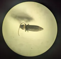Black Spruce Borer thumbnail 3