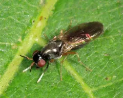 Melanomyza manuleata thumbnail 1