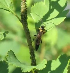 Ichneumon chasmodops thumbnail 1