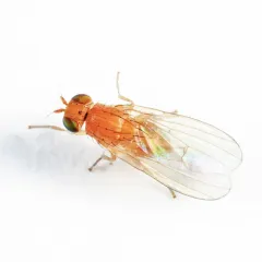 Poecilominettia puncticeps thumbnail 2