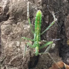 Pale Green Assassin Bug thumbnail 4