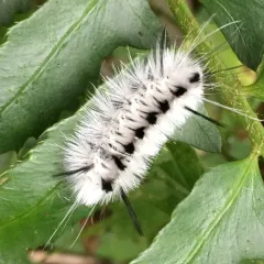 Hickory Tussock Moth thumbnail 4