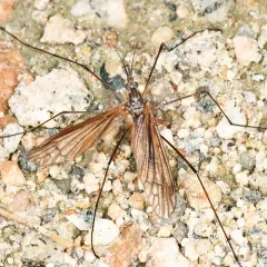 Hexatoma brachycera thumbnail 1