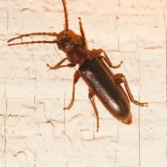 Megasemum asperum thumbnail 3