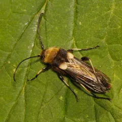 Lion Beetle thumbnail 4